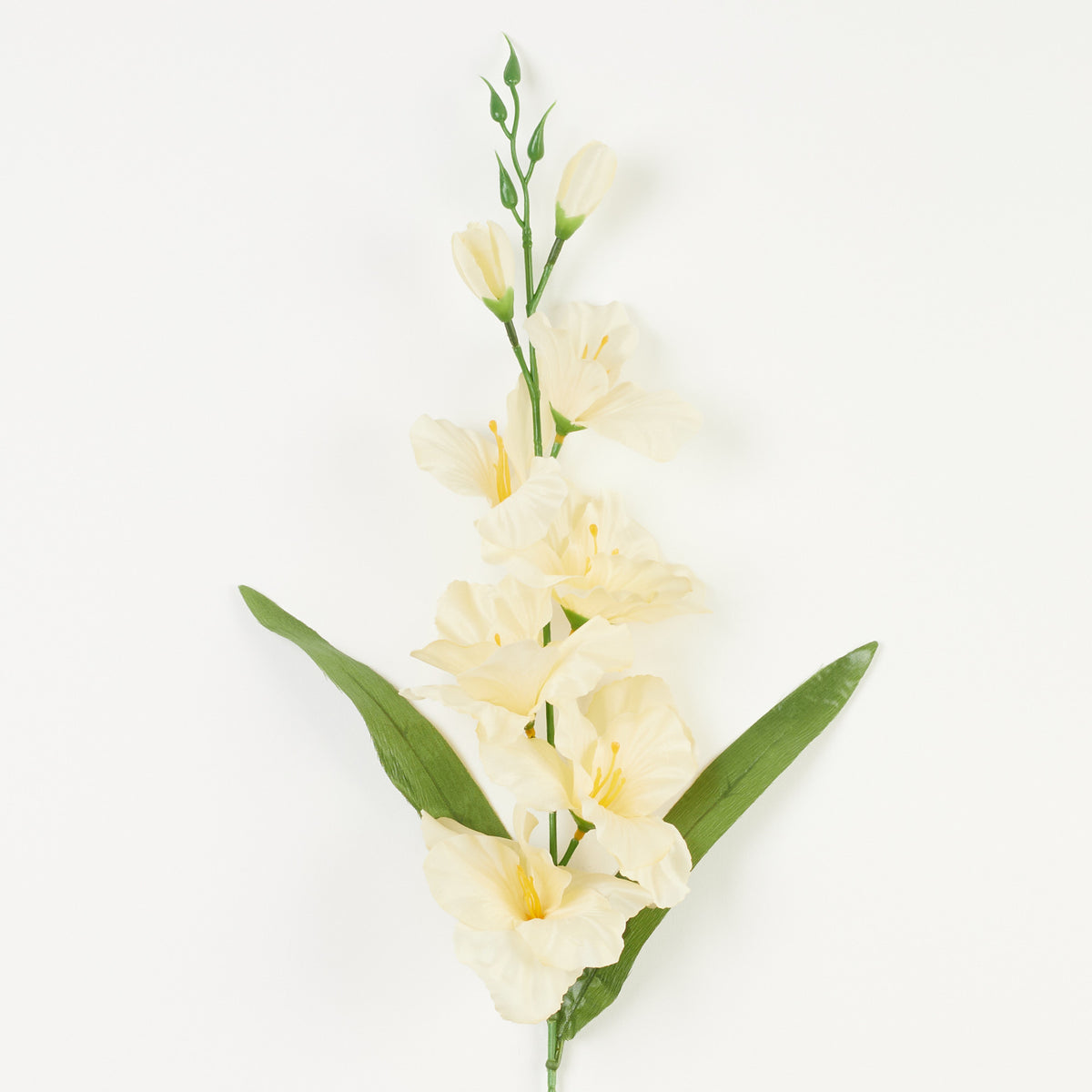 Gladiolus – tekokukka, satiini
