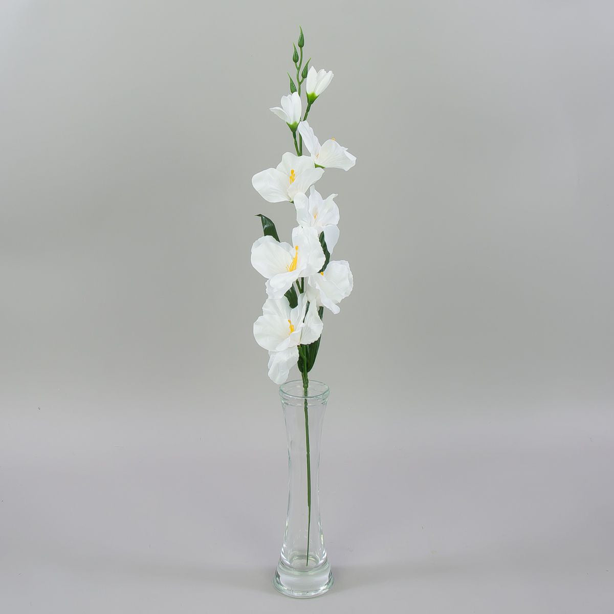 Gladiolus – tekokukka, satiini