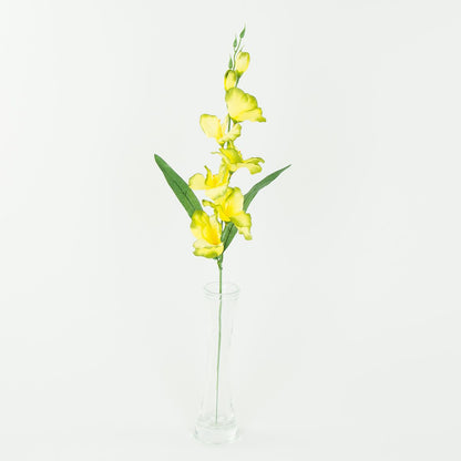 Gladiolus – tekokukka, satiini