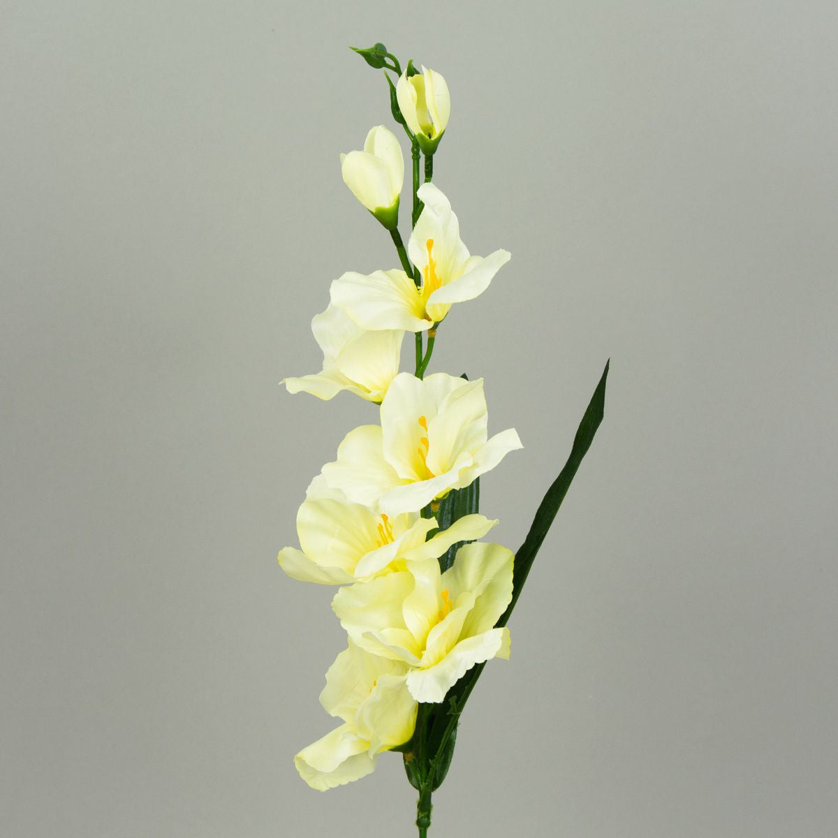 Gladiolus – tekokukka, satiini