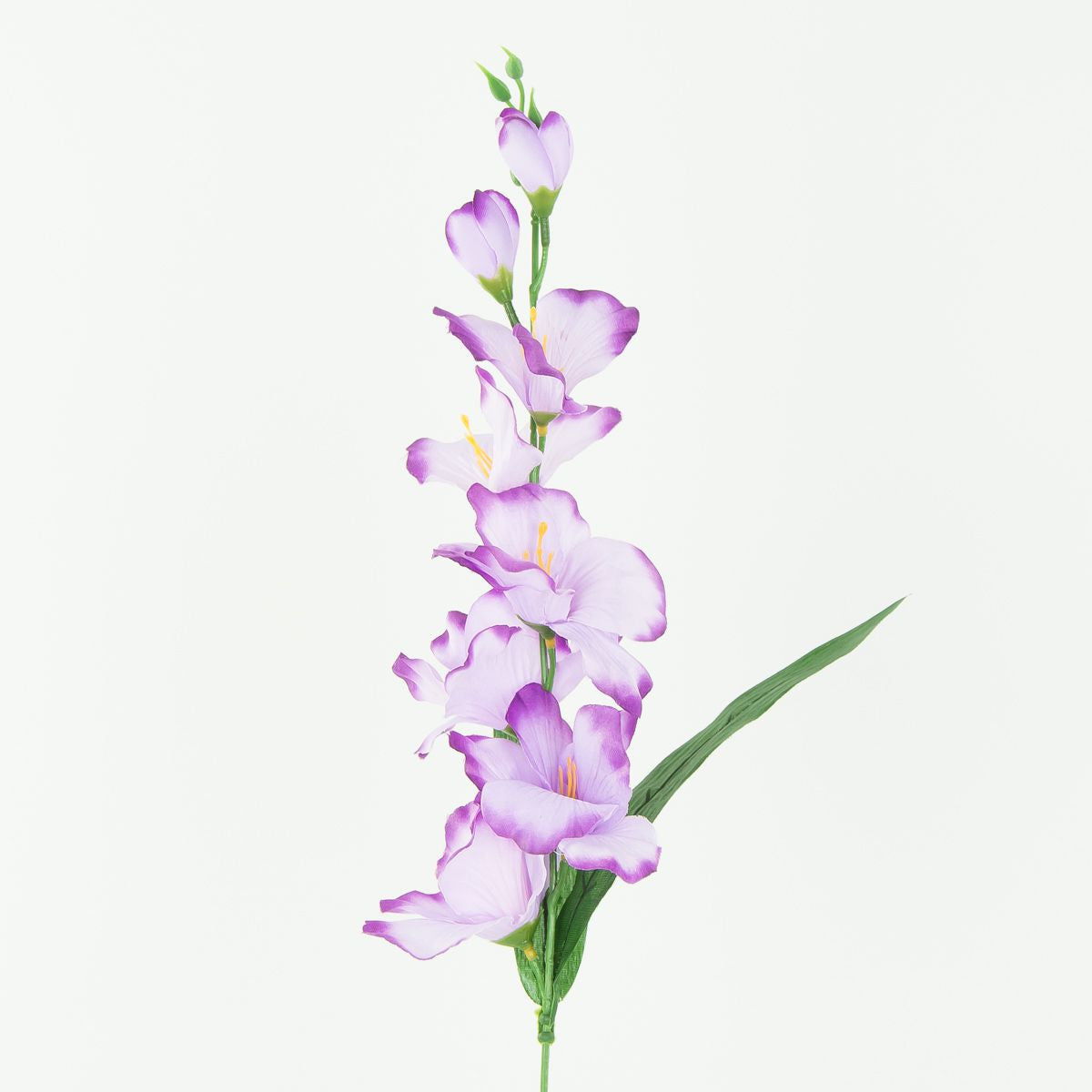 Gladiolus – tekokukka, satiini