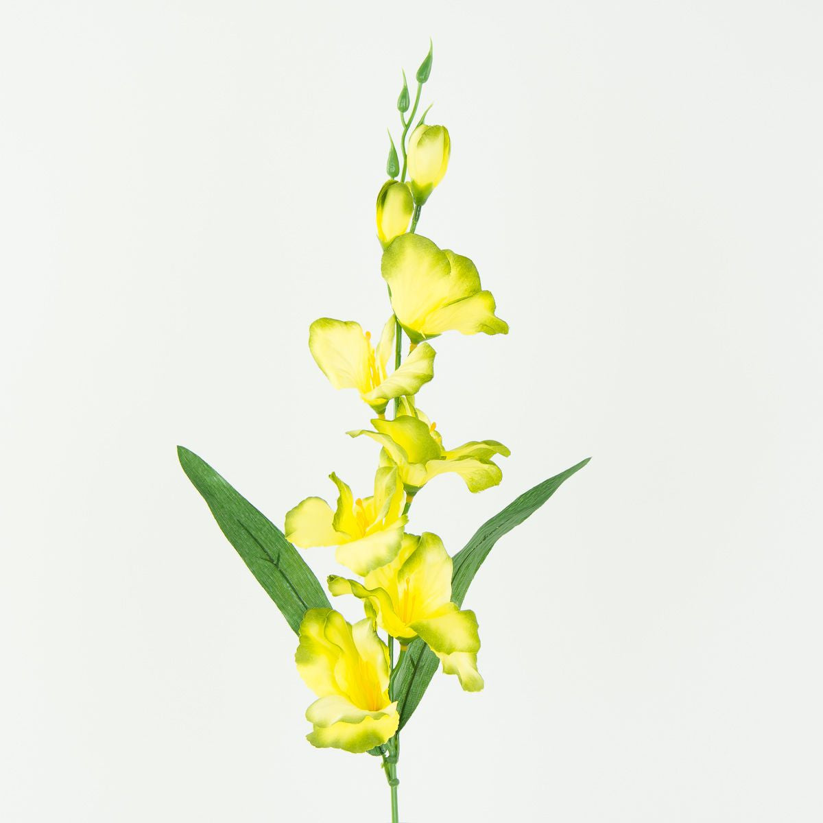 Gladiolus – tekokukka, satiini