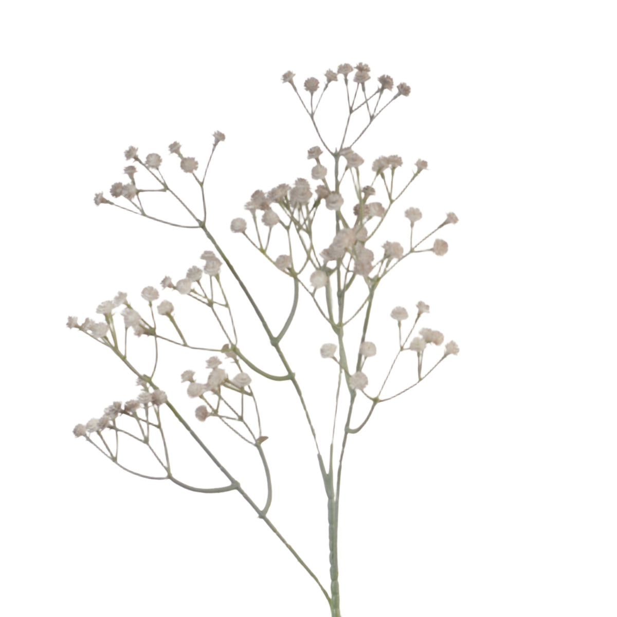Harmaa koristeoksa, 62 cm