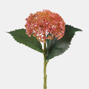 Roosa
