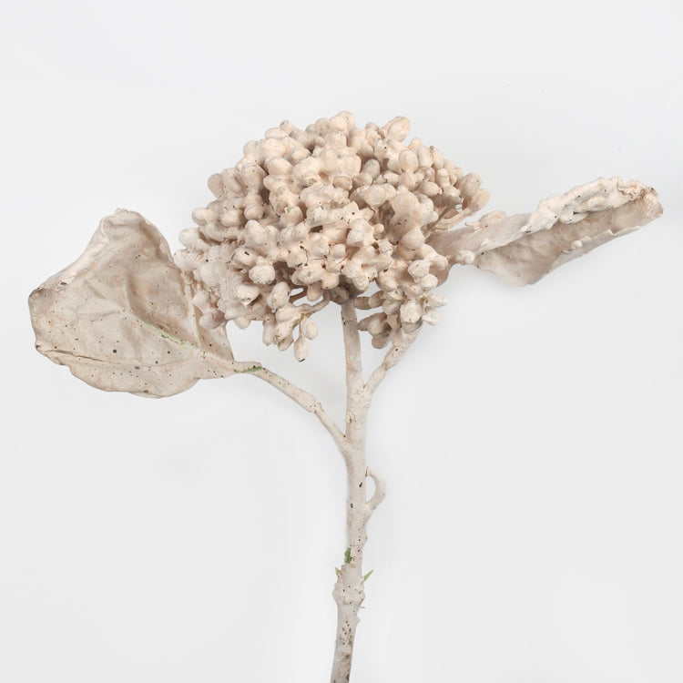Kreemjas lumekera kunstlilleoks 30 cm - Kunstlilled