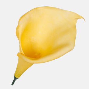 Kollane