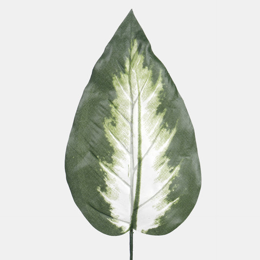 Kirjovehka – tekolehti, 47 cm