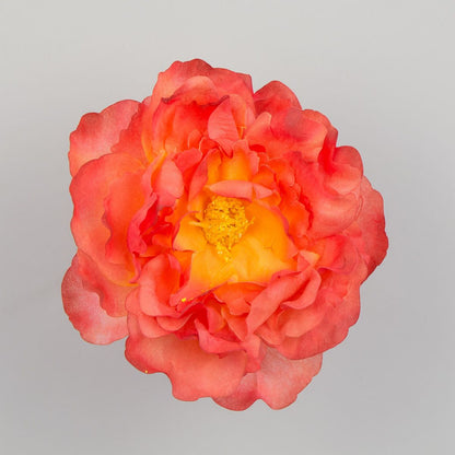 Korallinvärinen tekopionin kukkapää, 5 cm, 12 kpl