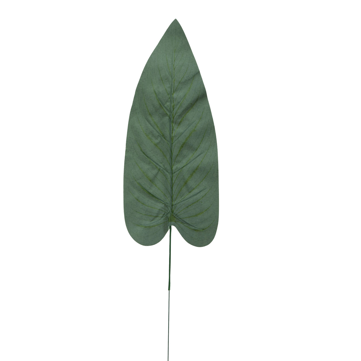 Köynnösvehka – tekolehti, 51 cm
