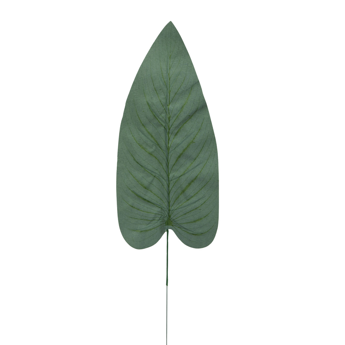 Köynnösvehka – tekolehti, 51 cm