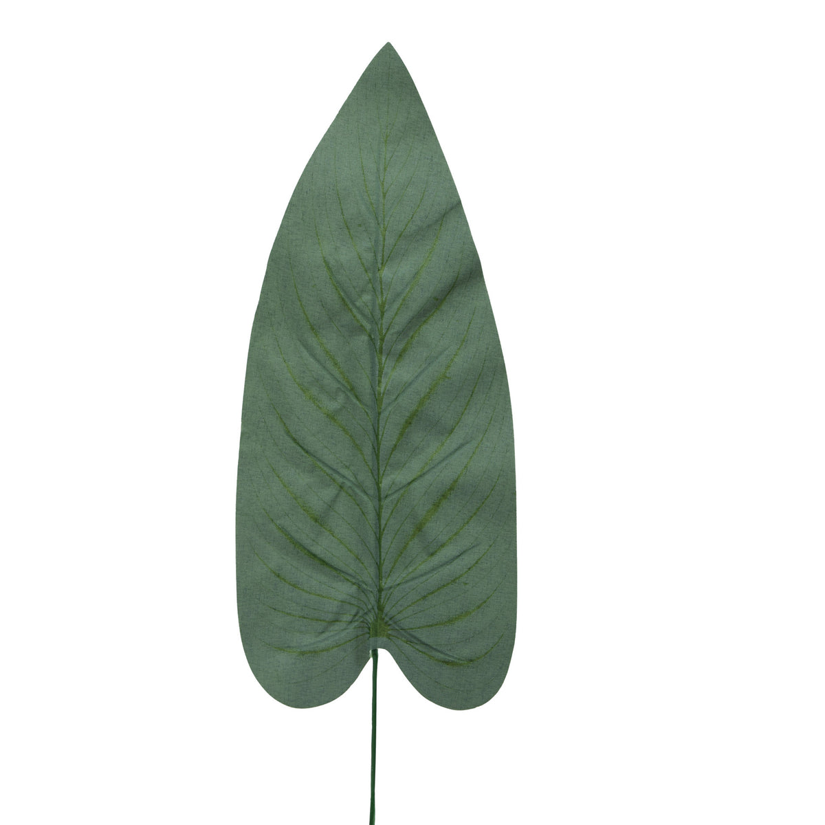 Köynnösvehka – tekolehti, 51 cm