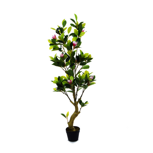 Magnolia – tekopuu, 150 cm