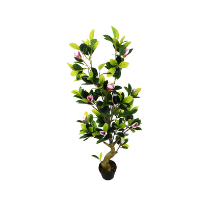 Magnolia – tekopuu, 150 cm