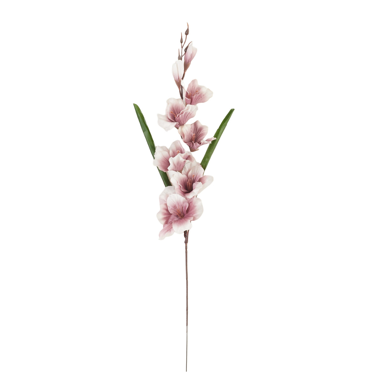 Malva kerma gladiolus – tekokukka
