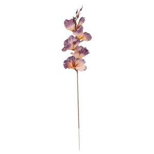 Malva
