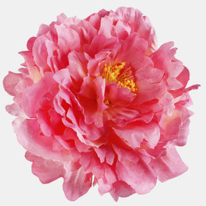 Malva