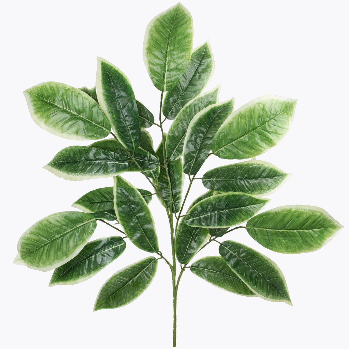 Mango – koristeoksa, 77 cm