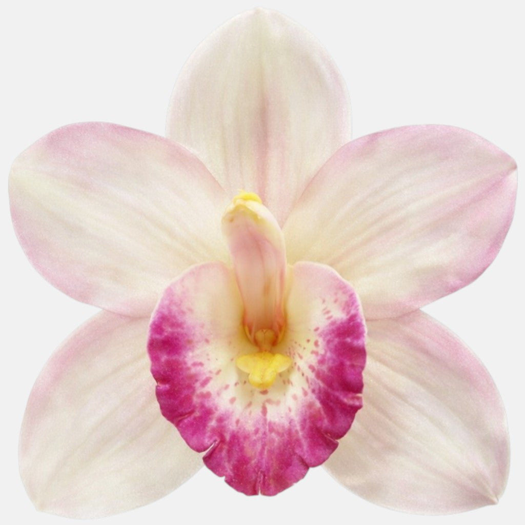 Minttu/violetti tekoorkidean kukkapää, 12 cm