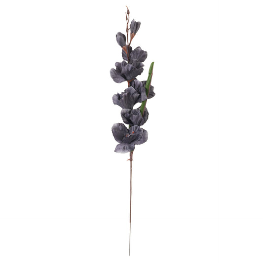 Musta gladiolus – tekokukka