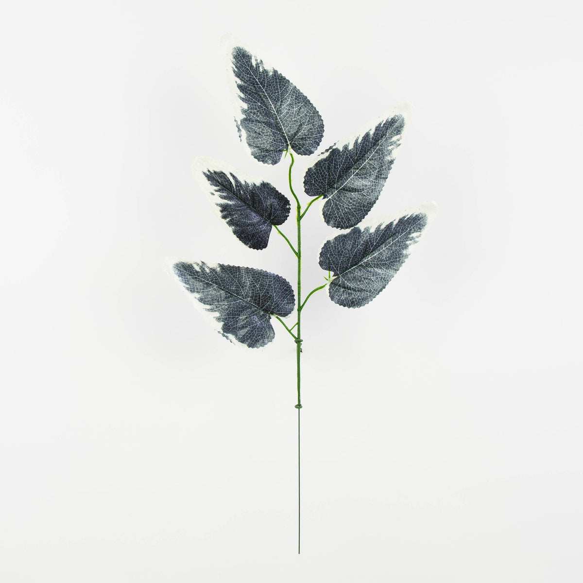Musta/kerma tekolehti, 55 cm, 12 kpl