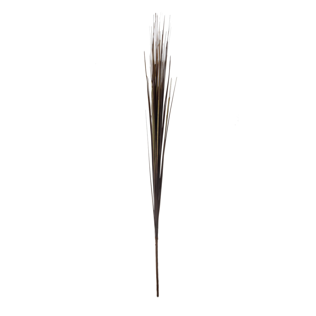 Musta koristeheinä – koristeheinä, 75 cm