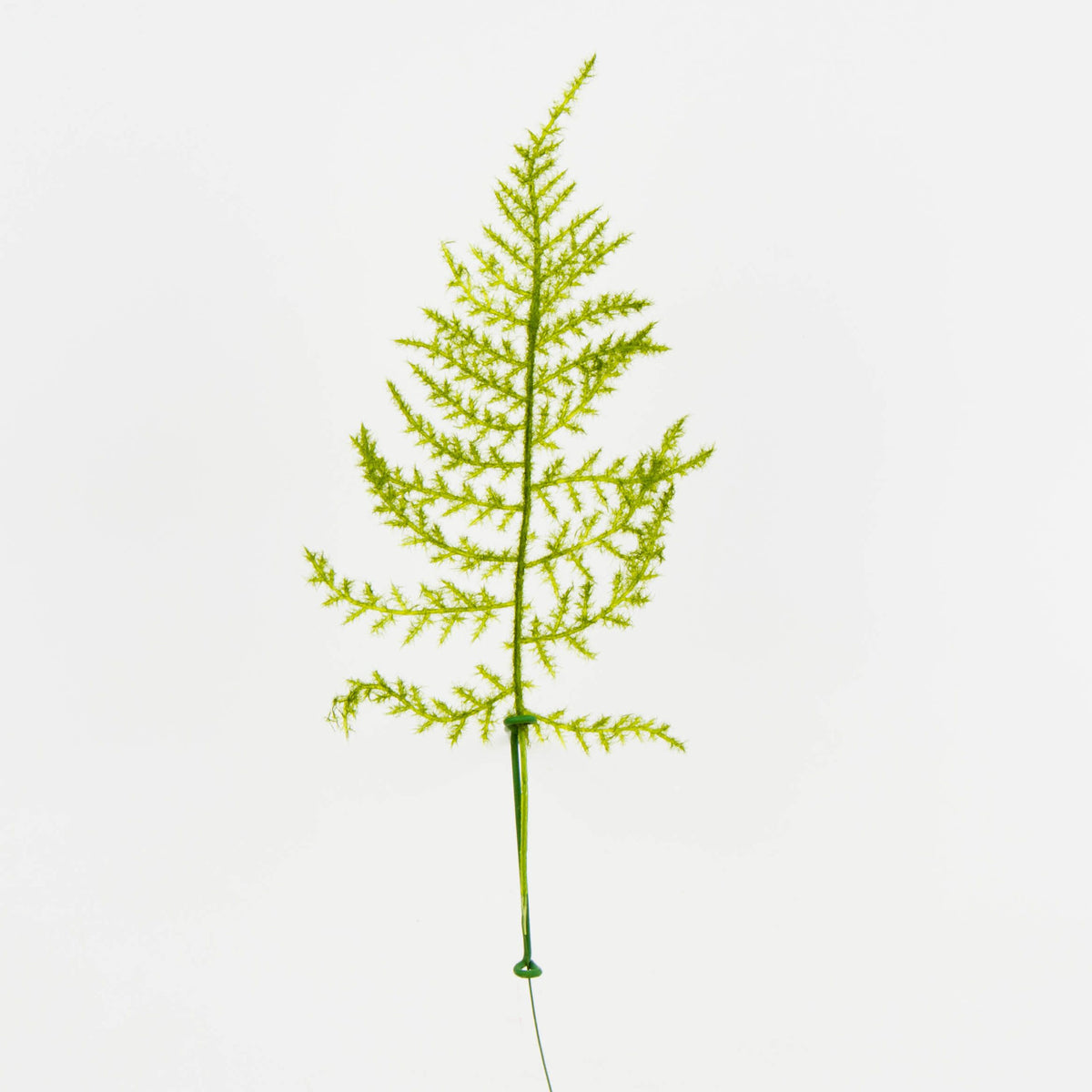 Parsa – koristeoksa