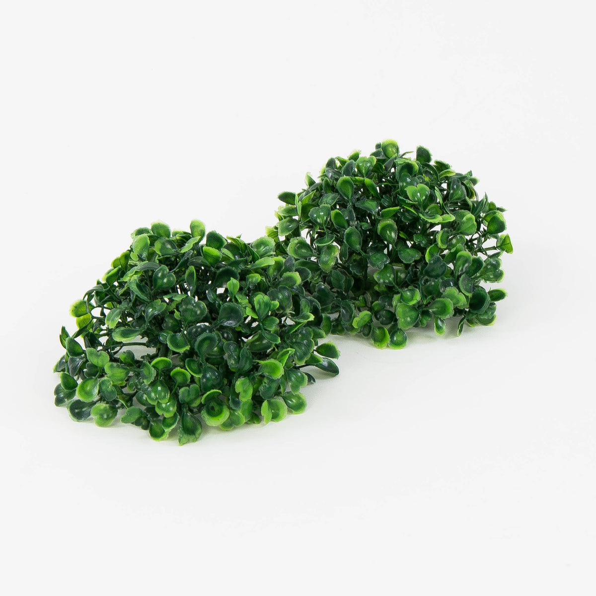 Puksipensas – koristeoksa, 14cm