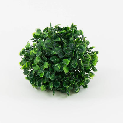 Puksipensas – koristeoksa, 14cm