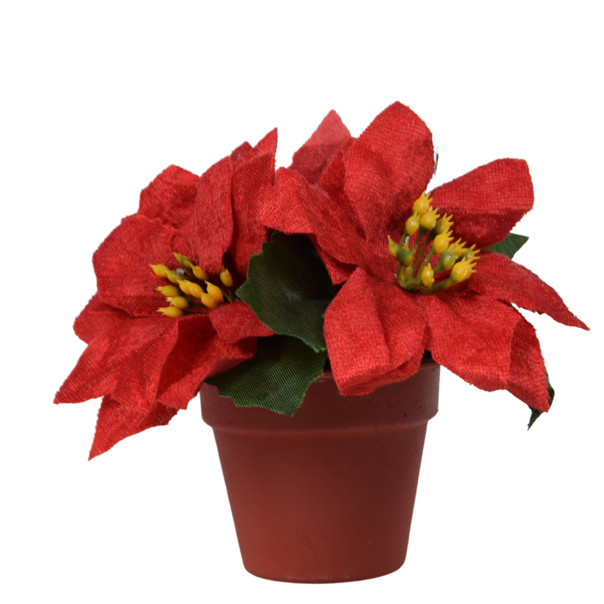 Punainen joulutähti – ruukkutekokasvi, 13 cm