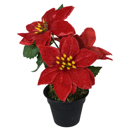 Punainen joulutähti – ruukkutekokasvi, 19 cm