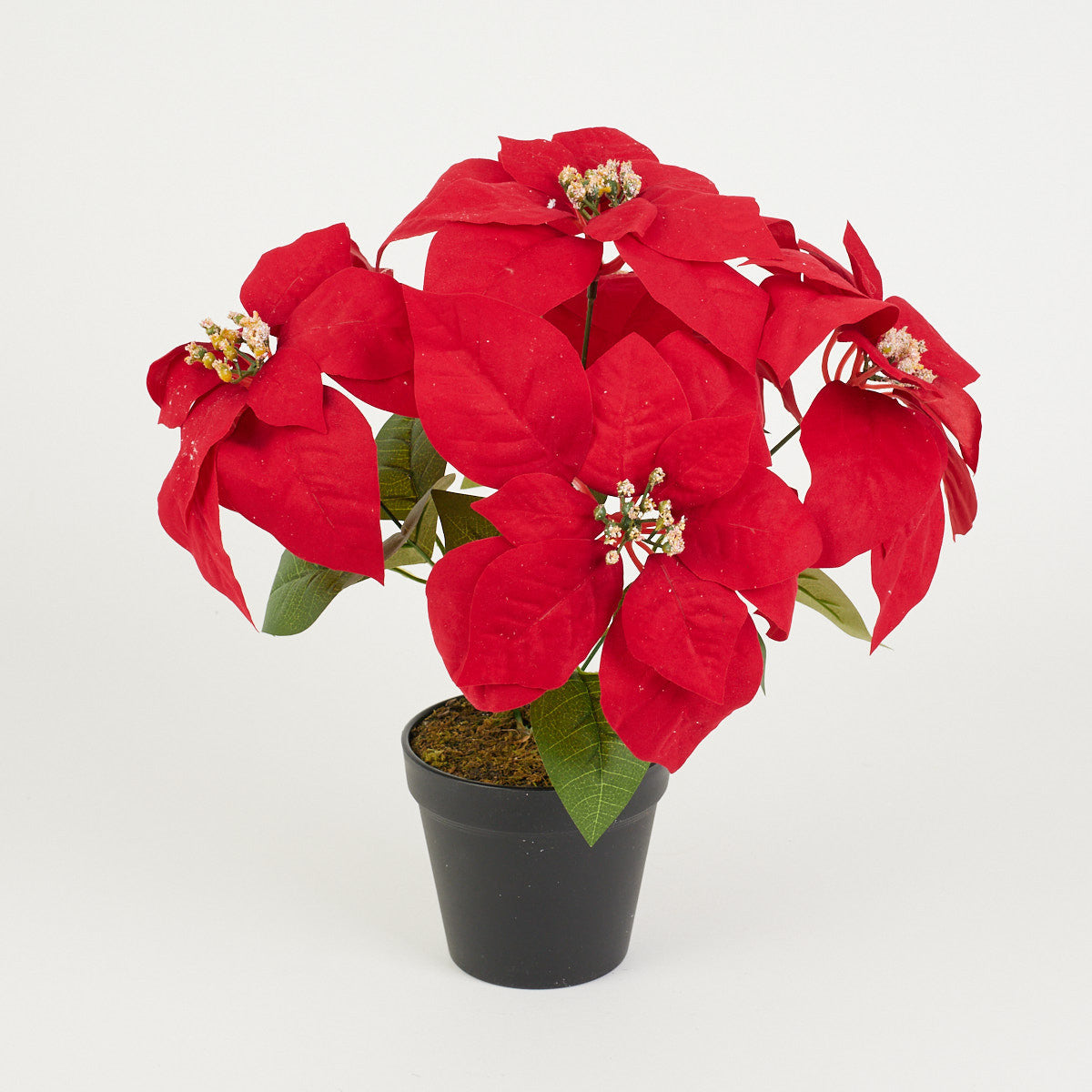Punainen joulutähti – ruukkutekokasvi, 37 cm