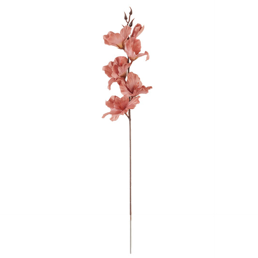 Ruskea gladiolus – tekokukka