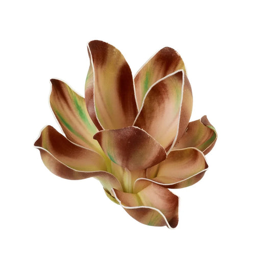 Ruskea magnolia – tekokukkapää, 14 cm