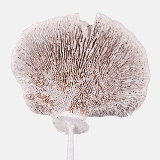 Kuivatatud käsn valge 6 tk 50–56 cm - Kunstlilled