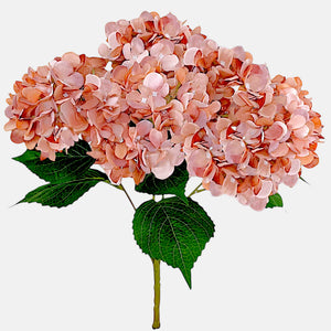 Syksyinen Malva