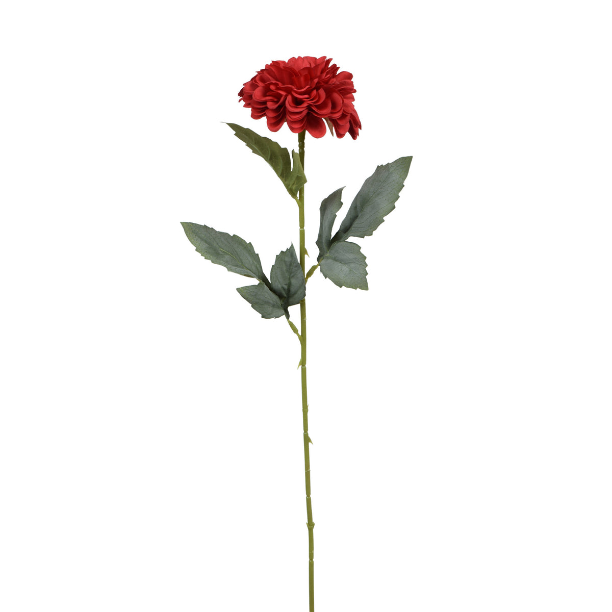 Tekodaalian kukkavarsi, 50 cm