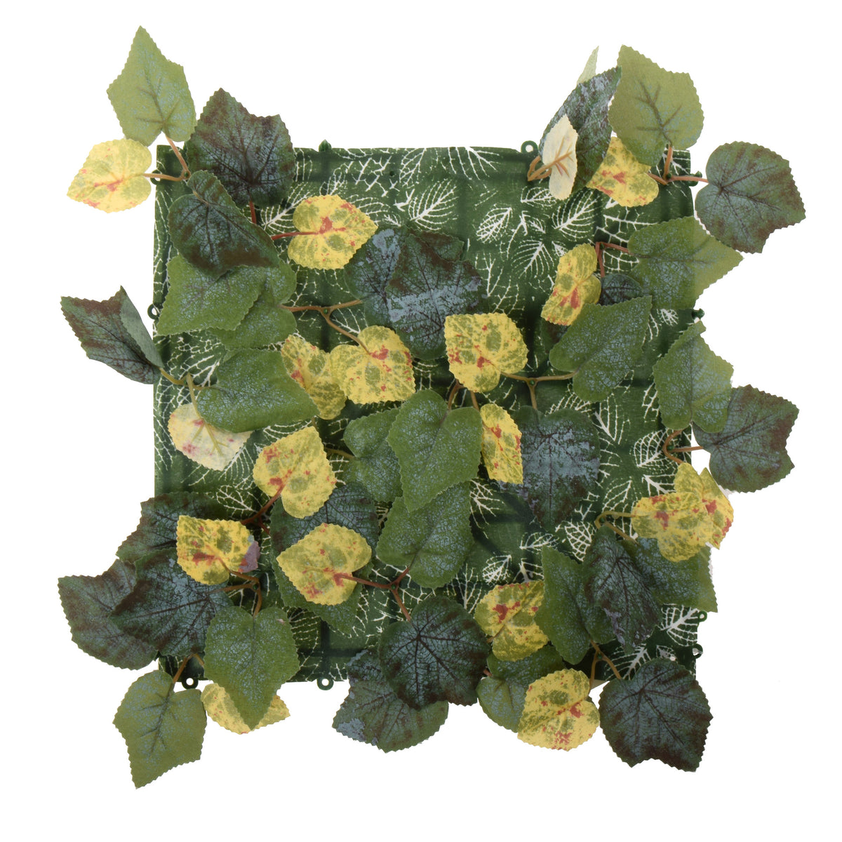 Tekokasvi, 25 cm
