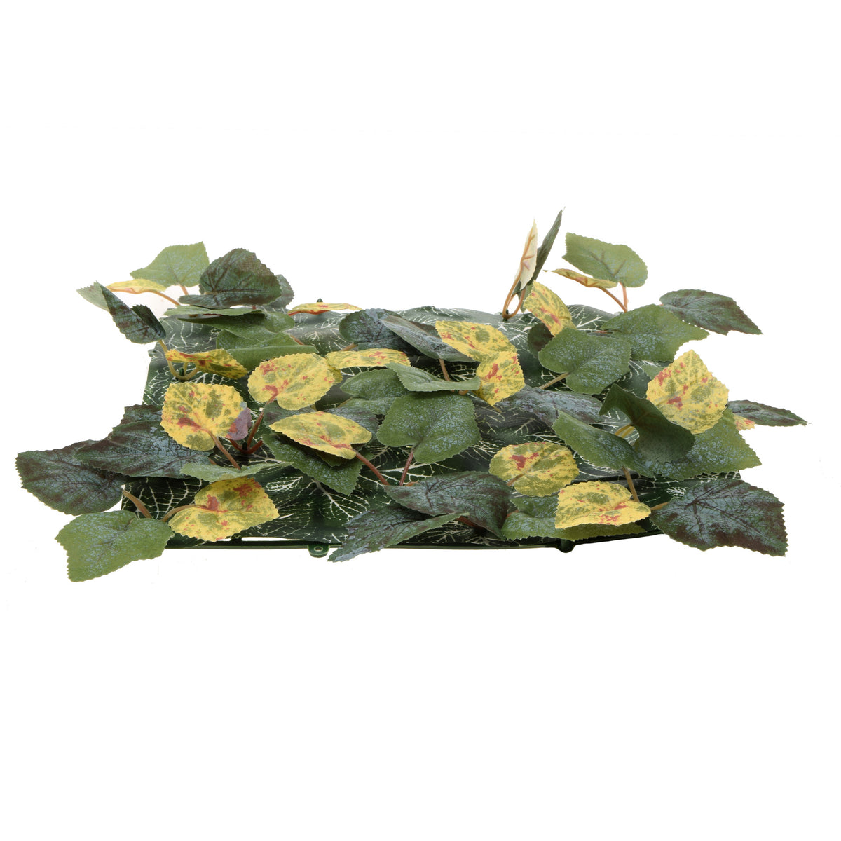 Tekokasvi, 25 cm