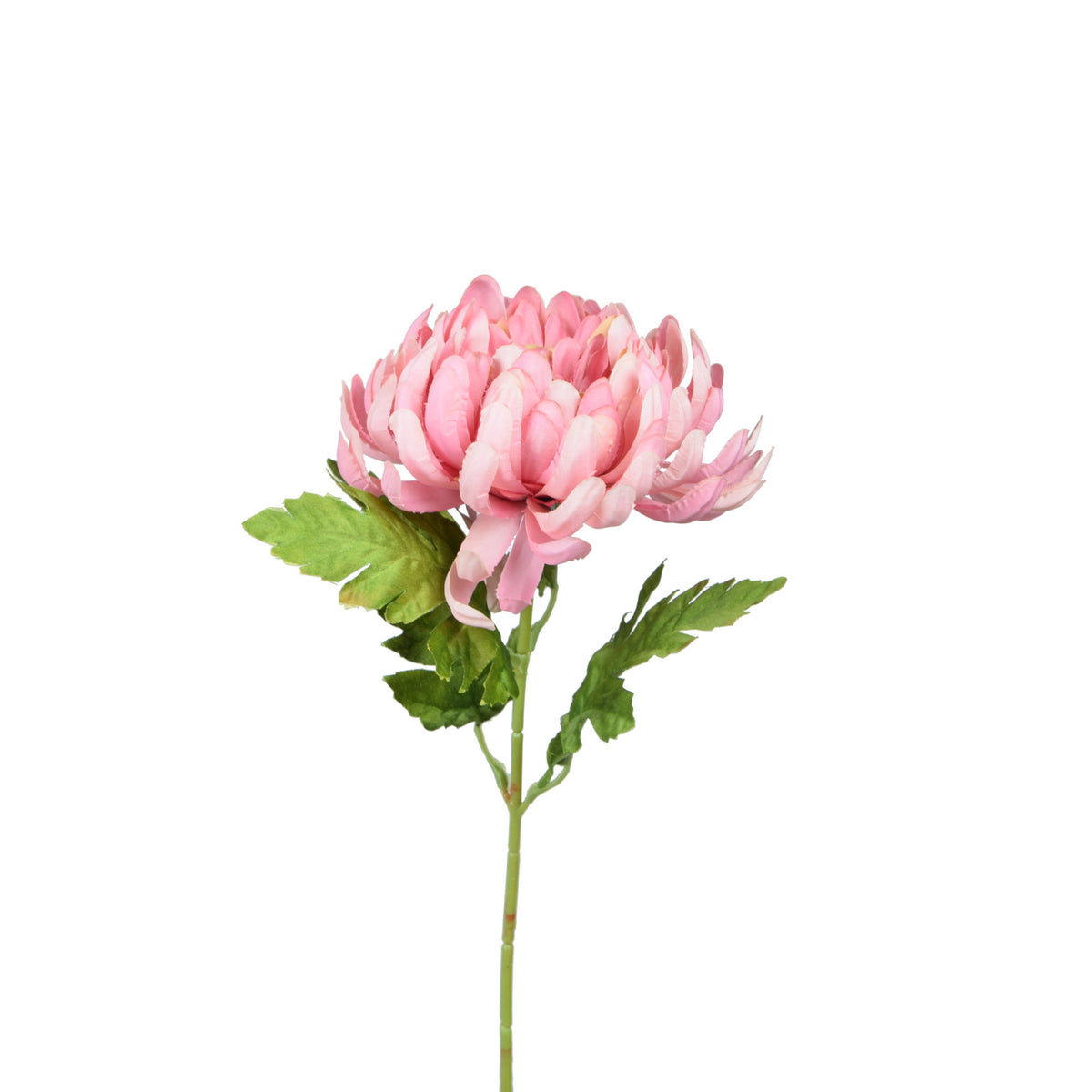 Tekokrysanteemin kukkavarsi, 57 cm