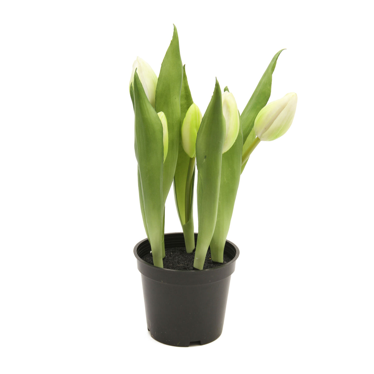 Tekotulppaanin kimppu, 25 cm