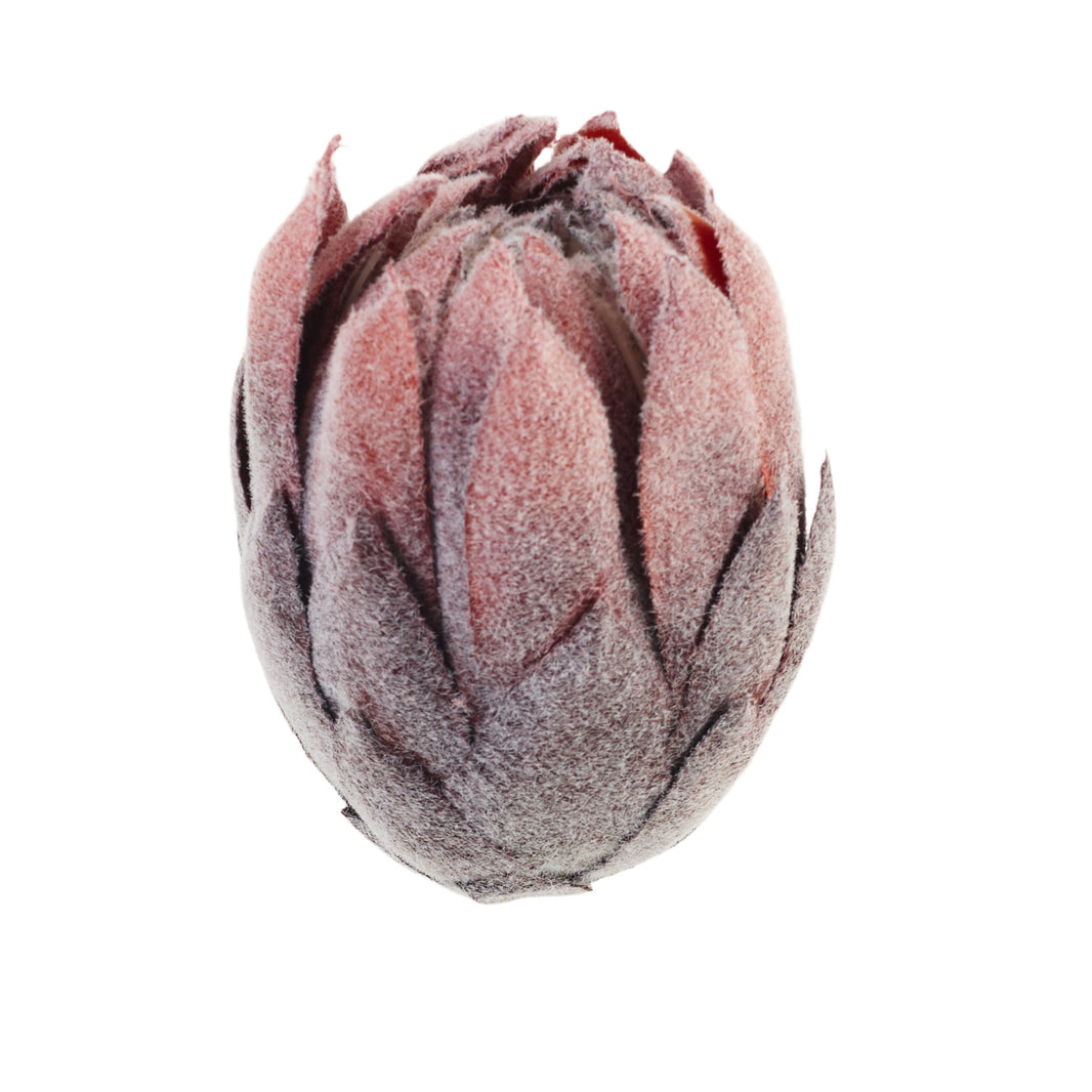 Tumma ruskea protea – tekokukkapää, 10 cm
