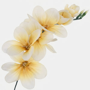 Vaalea Keltainen