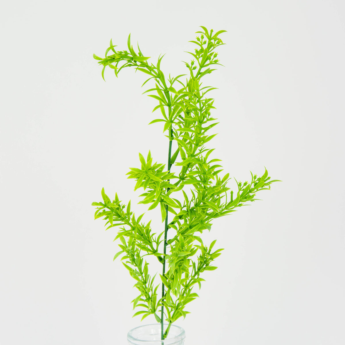 Vaalea vihreä parsa – koristeoksa