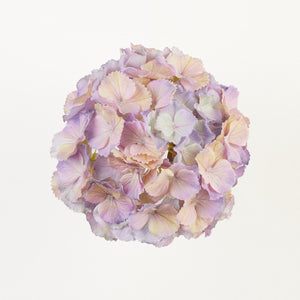 Vaalea/Violetti/Liila/Sininen