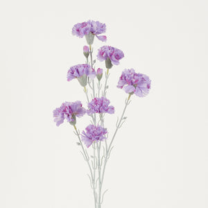 Vaalea Violetti