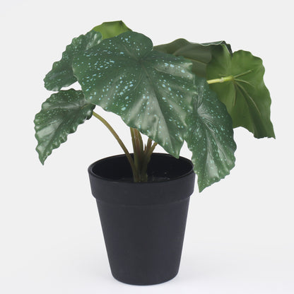 Vihreä begonia – ruukkutekokasvi