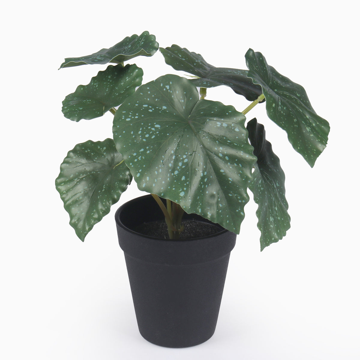 Vihreä begonia – ruukkutekokasvi