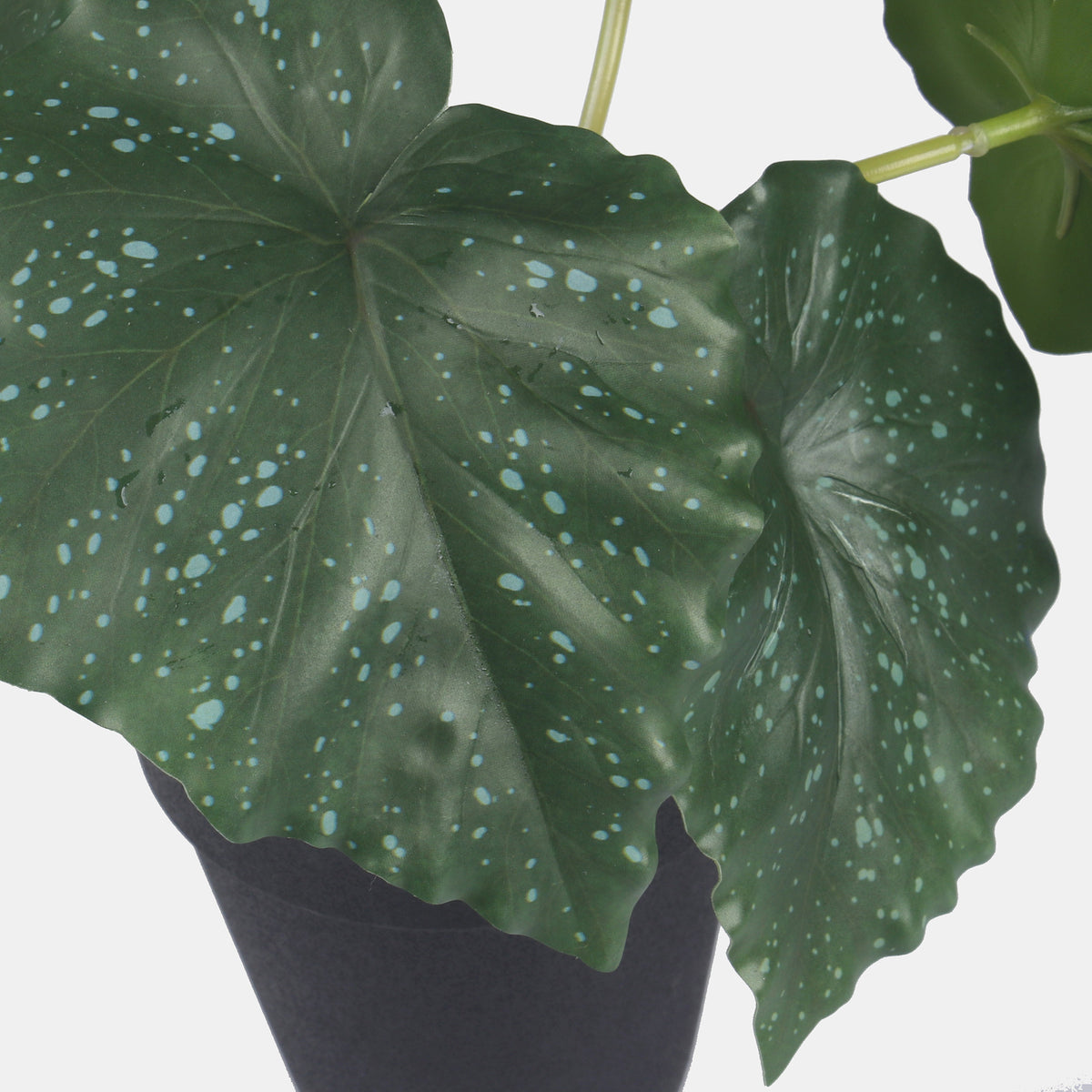 Vihreä begonia – ruukkutekokasvi