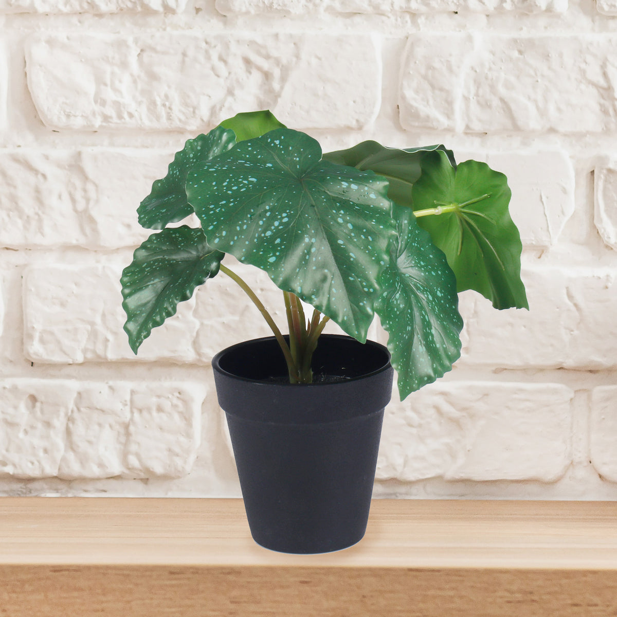 Vihreä begonia – ruukkutekokasvi