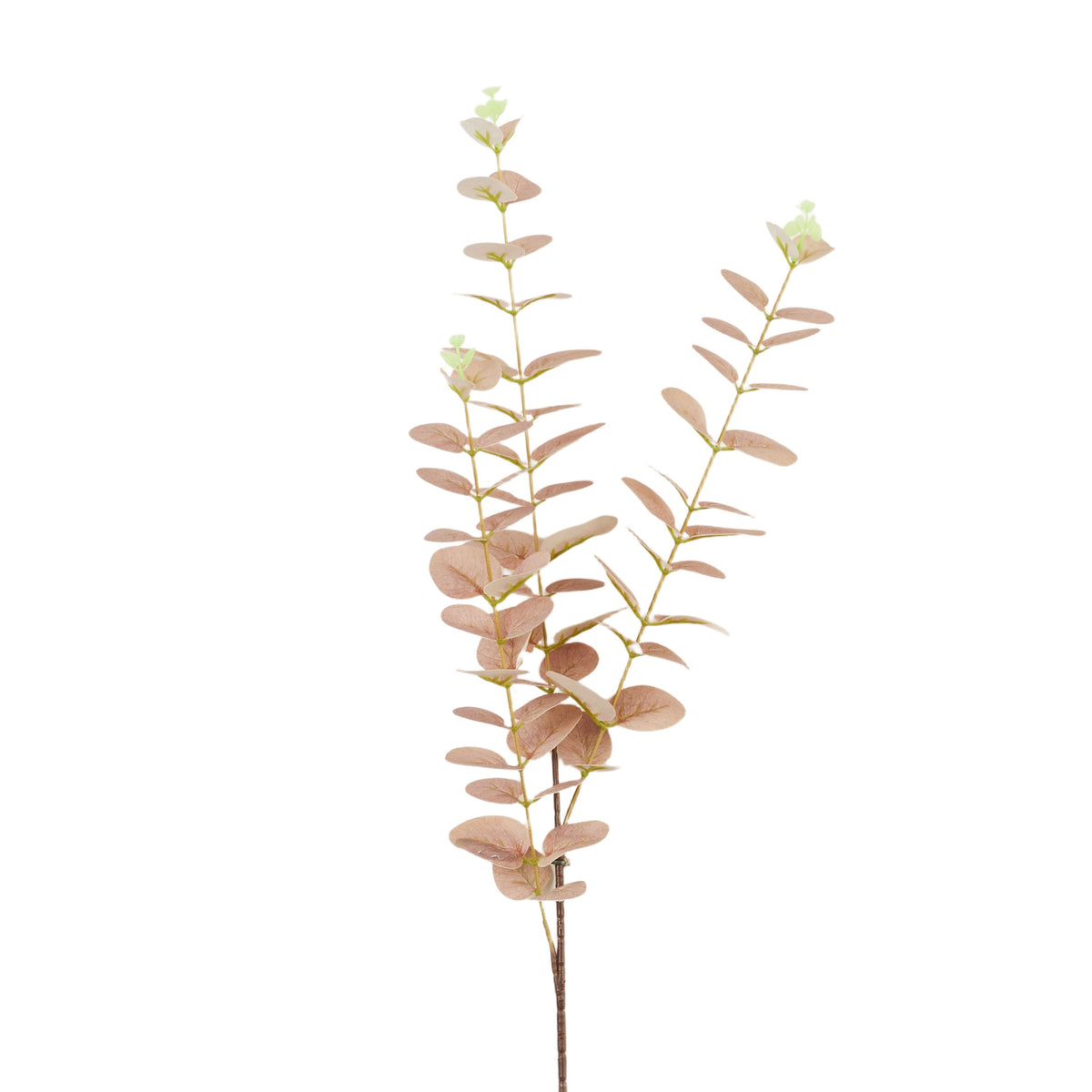 Violetti eukalyptus – koristeoksa, 78 cm